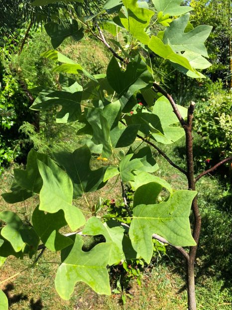  - 01 Gradina imagini