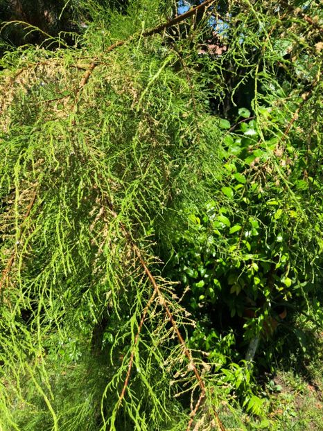  - 01 Gradina imagini