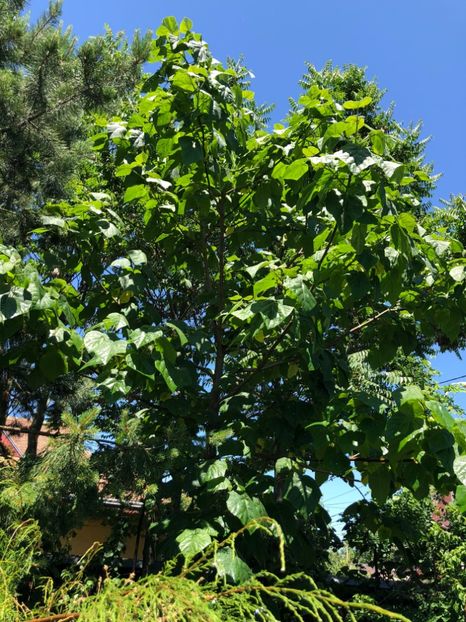  - 01 Gradina imagini