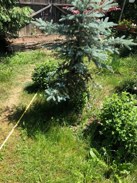  - 01 Gradina imagini