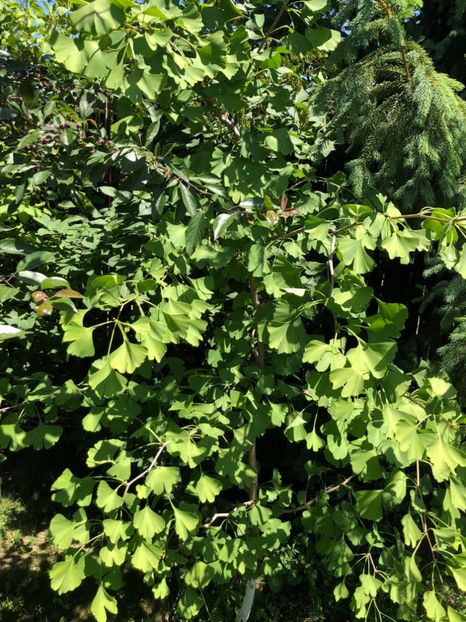  - 01 Gradina imagini