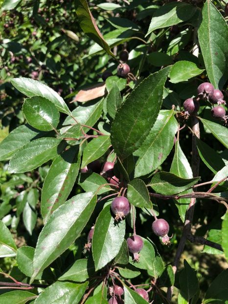  - 01 Gradina imagini