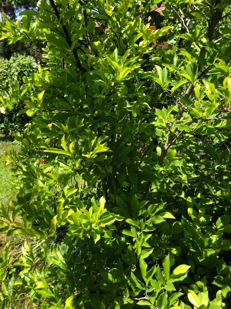  - 01 Gradina imagini