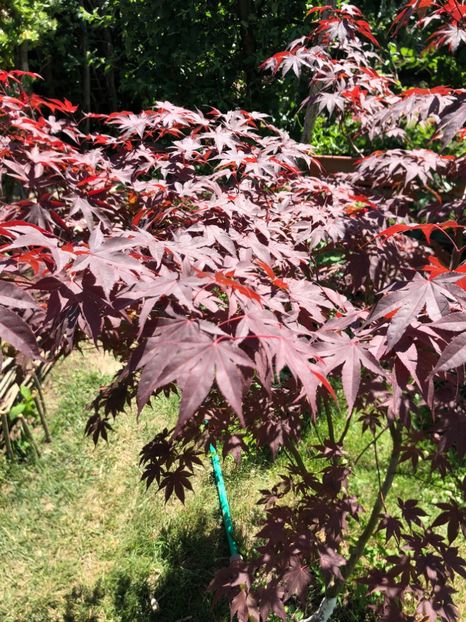  - 01 Gradina imagini