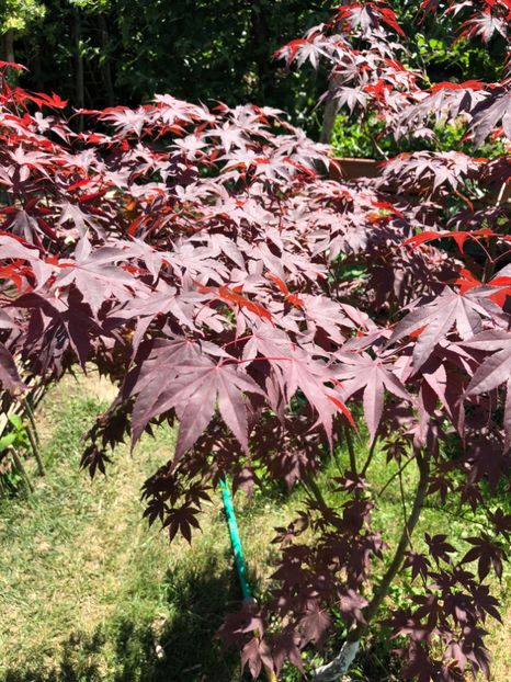  - 01 Gradina imagini