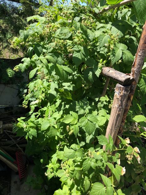  - 02 Gradina de zarzavat cu zmeura alba si mure