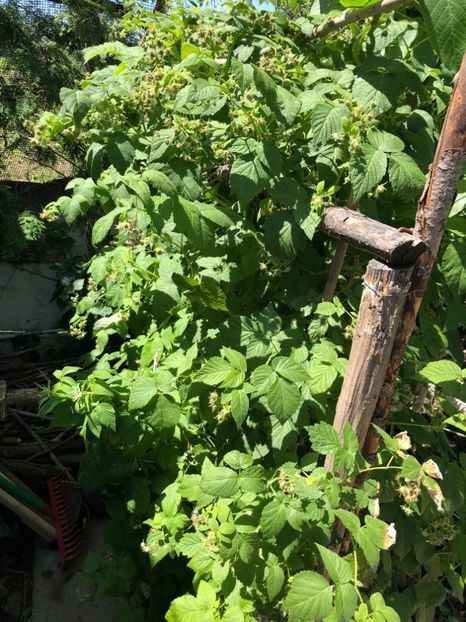  - 02 Gradina de zarzavat cu zmeura alba si mure