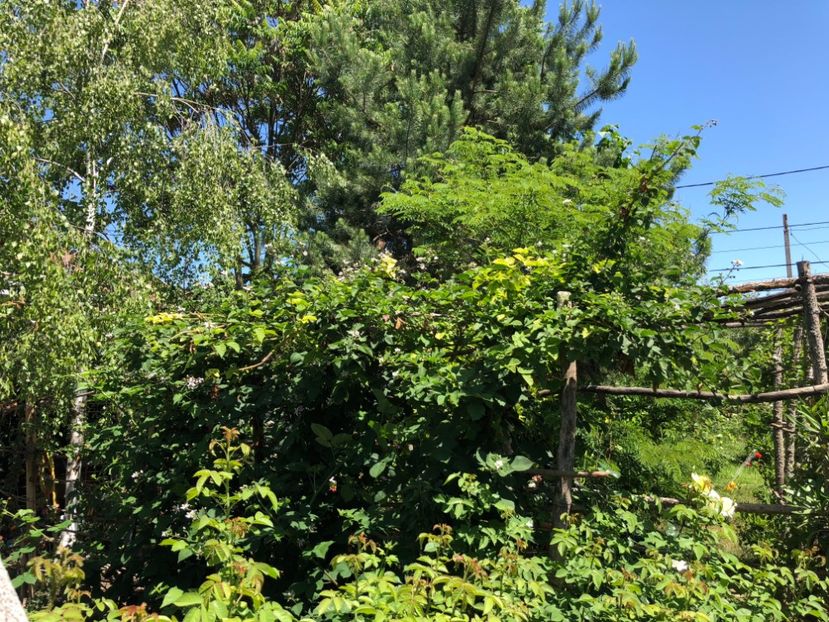  - 02 Gradina de zarzavat cu zmeura alba si mure