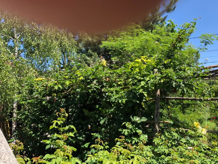  - 02 Gradina de zarzavat cu zmeura alba si mure