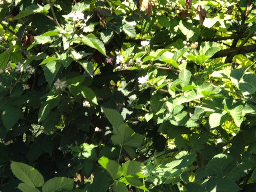  - 02 Gradina de zarzavat cu zmeura alba si mure