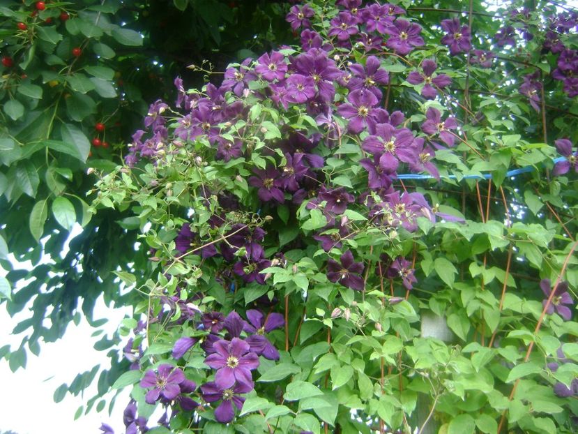 clematis negritianka - 0 Flori si trandafiri 2018