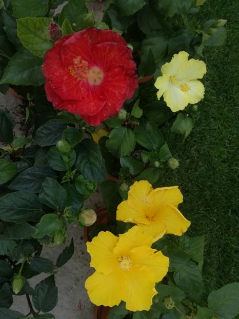  - Hibiscus
