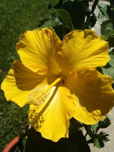  - Hibiscus