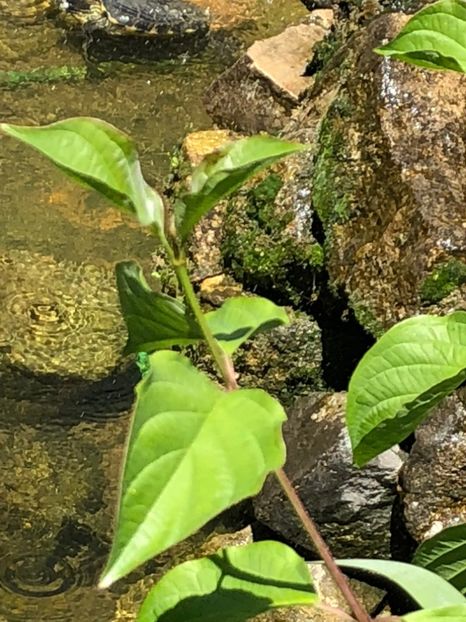  - 09 Fantana si testoasele