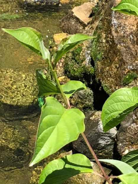  - 09 Fantana si testoasele