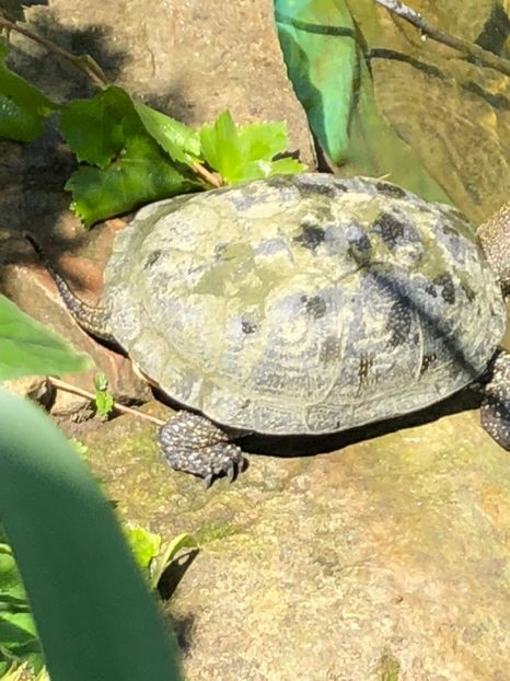  - 09 Fantana si testoasele