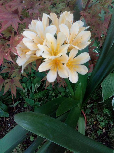  - CLIVIA