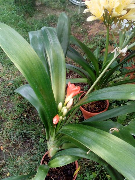 Akebono - Clivia Akebono