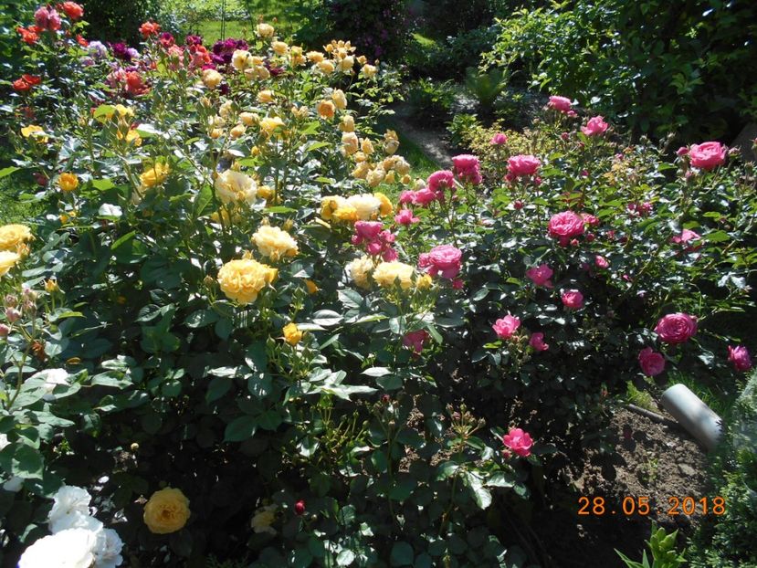  - 3Trandafiri 2018
