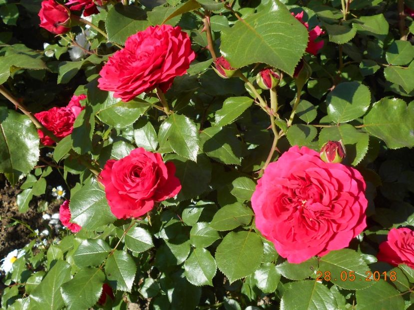  - Red Leonardo Da Vinci