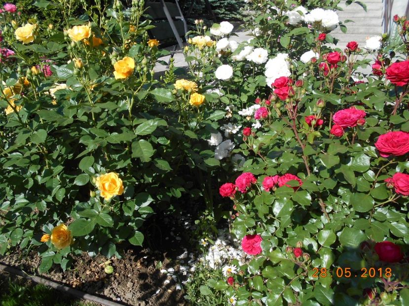  - 3Trandafiri 2018