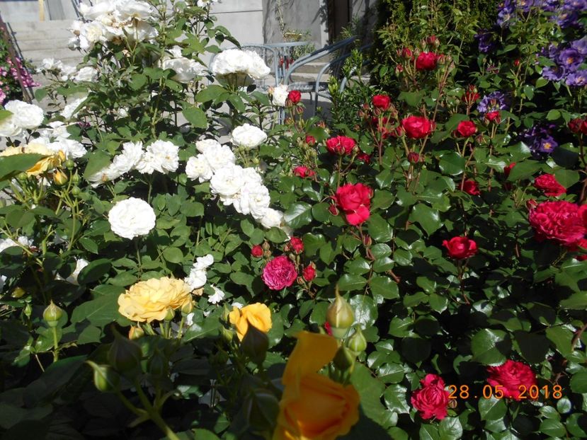  - 3Trandafiri 2018