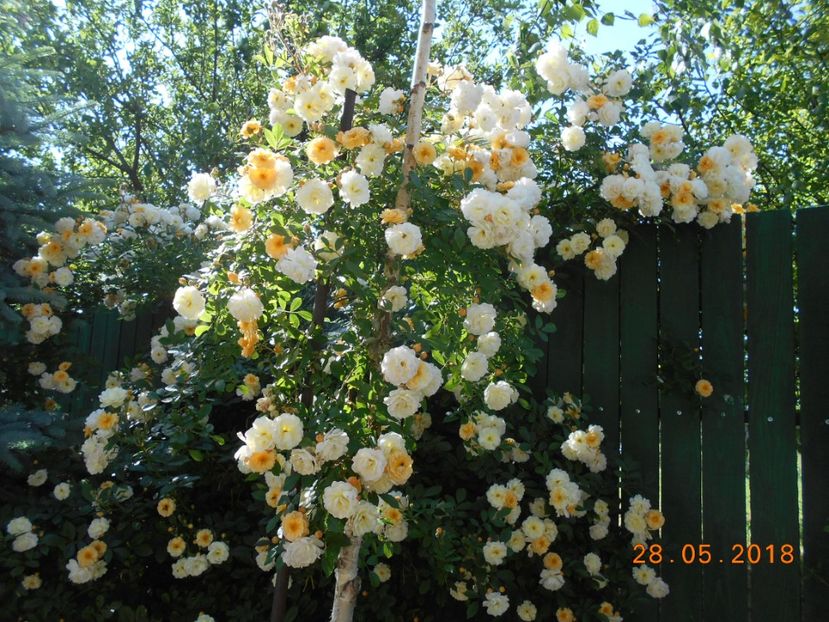  - Ghislaine de Feligonde