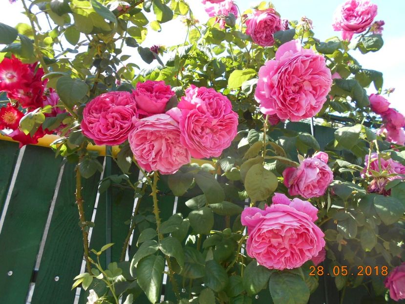  - Madame Isaac Pereire