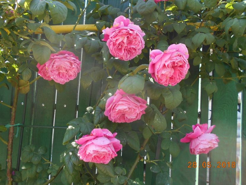  - Madame Isaac Pereire