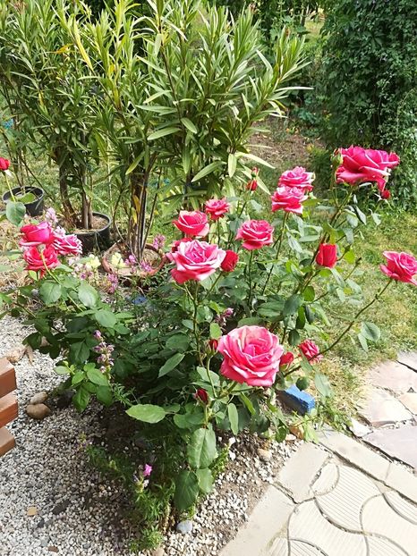  - Bucuriile primaverii 2018