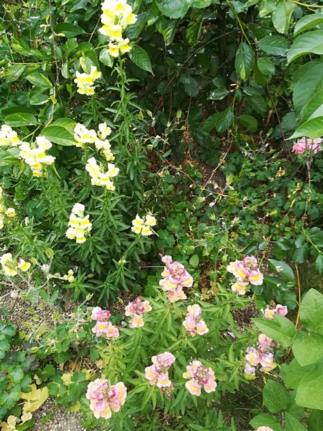  - Bucuriile primaverii 2018