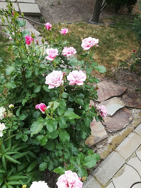  - Bucuriile primaverii 2018