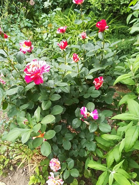  - Bucuriile primaverii 2018