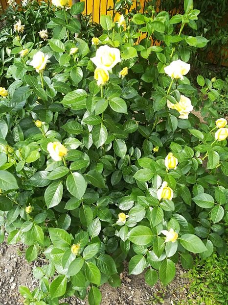  - Bucuriile primaverii 2018