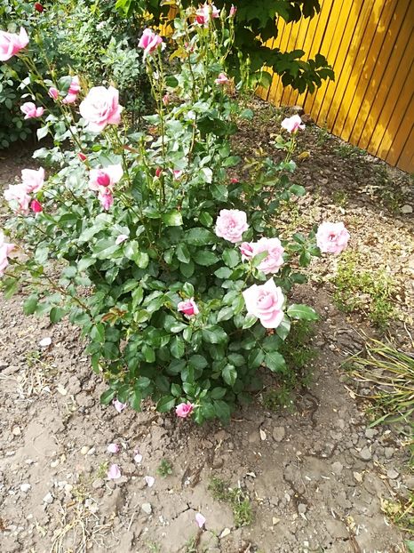  - Bucuriile primaverii 2018