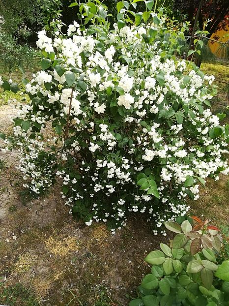  - Bucuriile primaverii 2018