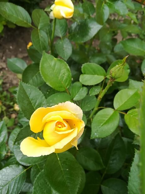  - Bucuriile primaverii 2018