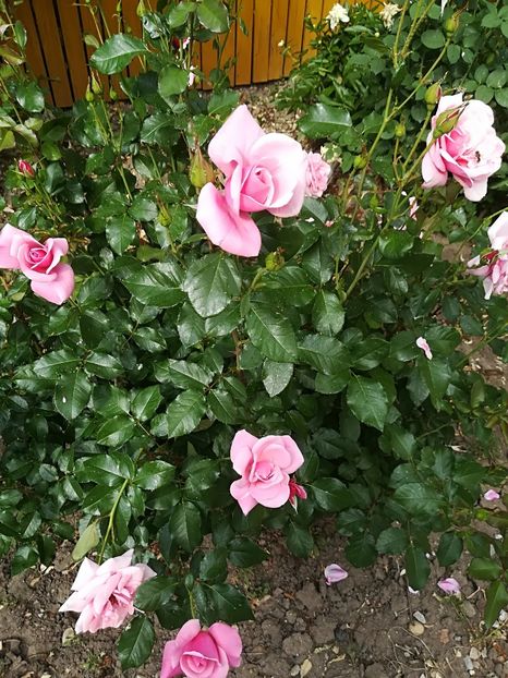  - Bucuriile primaverii 2018