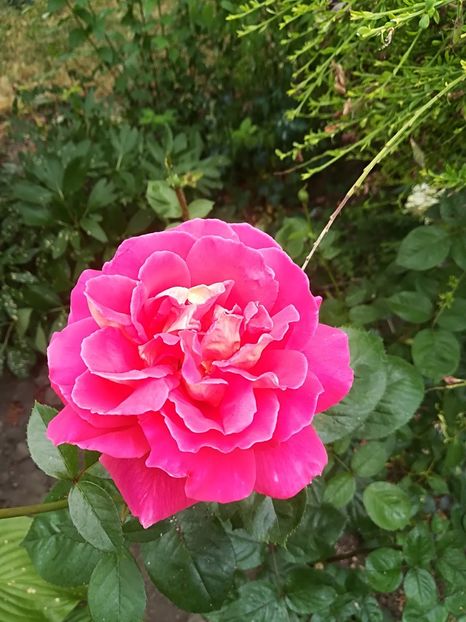  - Bucuriile primaverii 2018