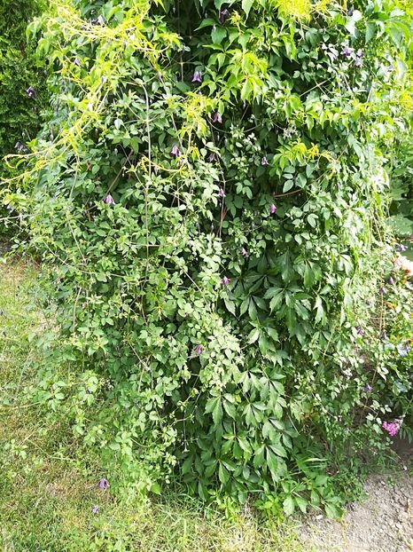  - Bucuriile primaverii 2018