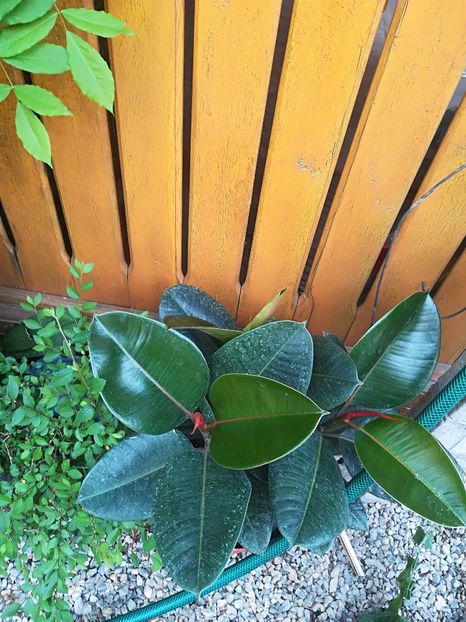  - Bucuriile primaverii 2018