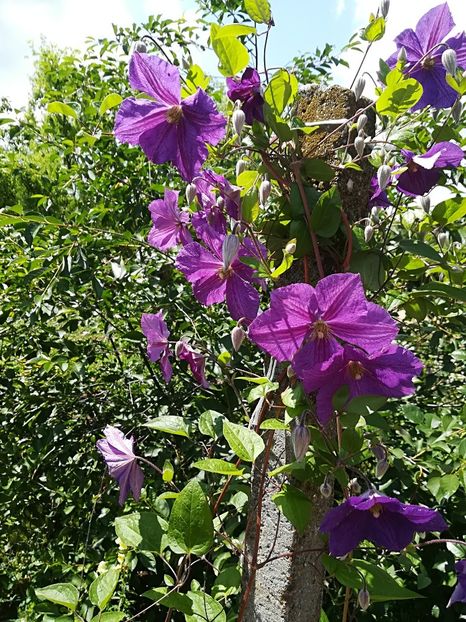  - Bucuriile primaverii 2018