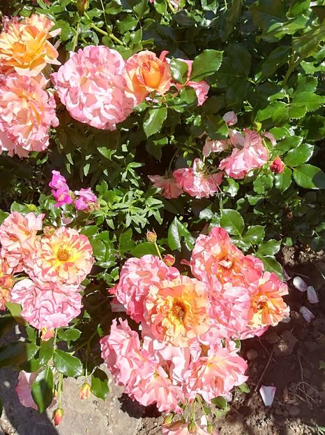  - Bucuriile primaverii 2018