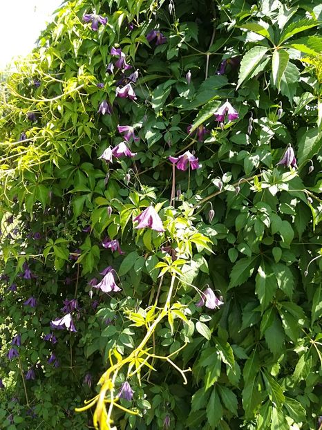  - Bucuriile primaverii 2018