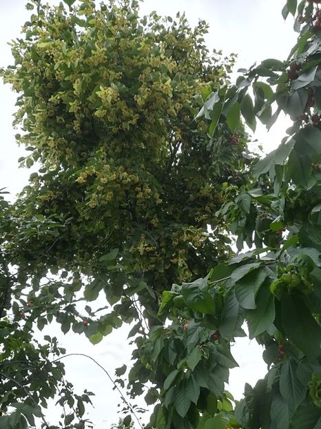  - Bucuriile primaverii 2018