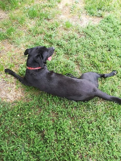  - Bucuriile primaverii 2018