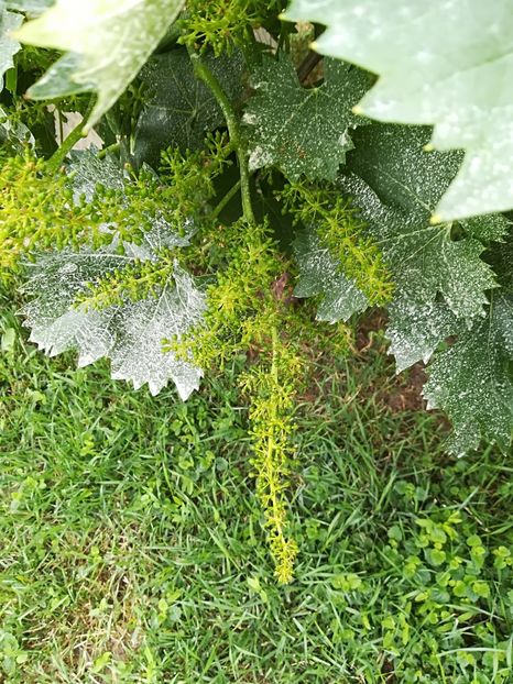  - Bucuriile primaverii 2018