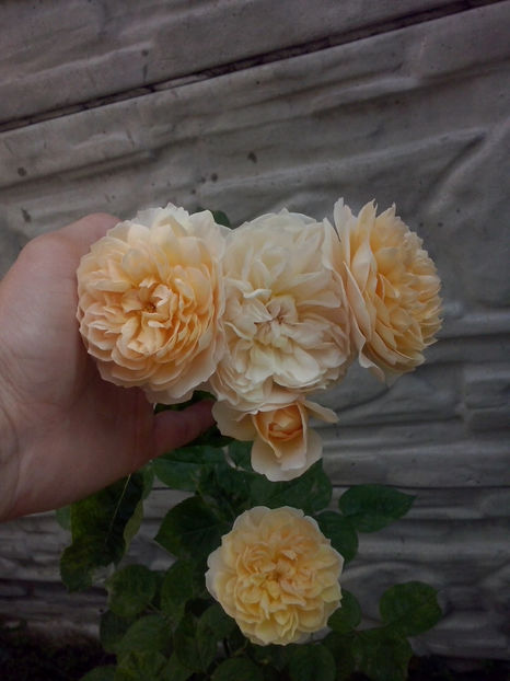 CAM02023 - Trandafiri 2018-IV