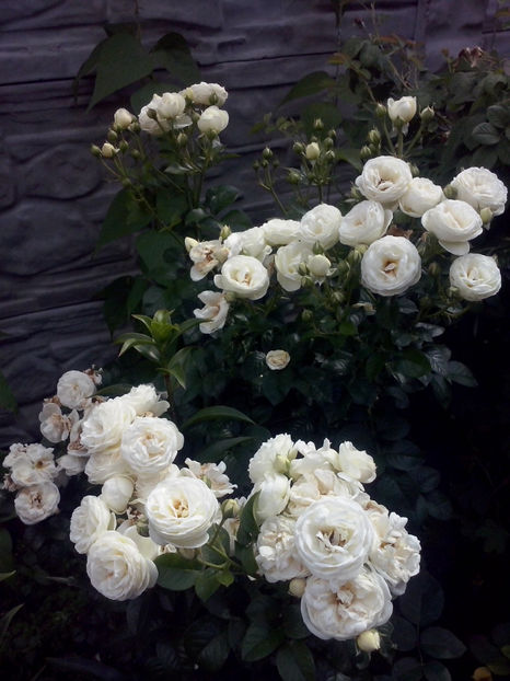 CAM02027 - Trandafiri 2018-IV