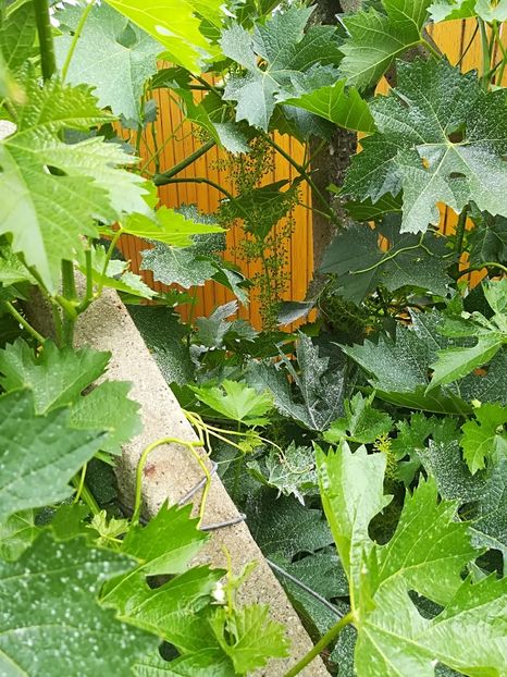  - Bucuriile primaverii 2018